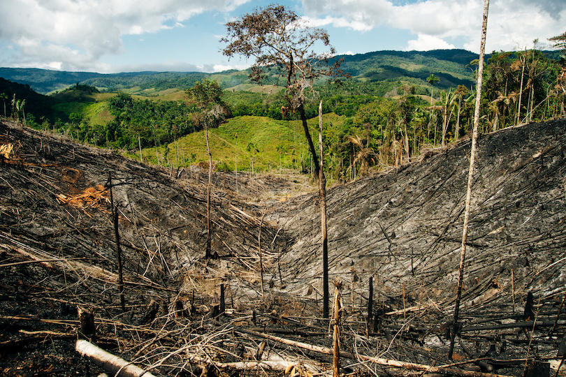 Deforestation in Colombia dropped by 29 percent, a milestone, Climate  Crisis News